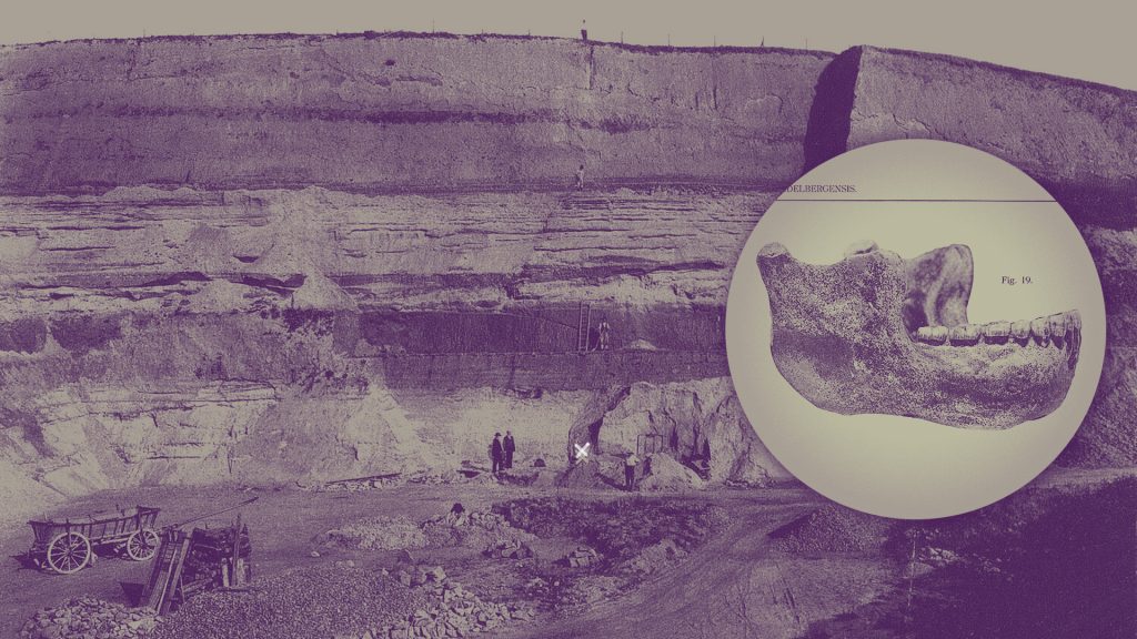 Entdeckung des „Heidelbergmenschen“