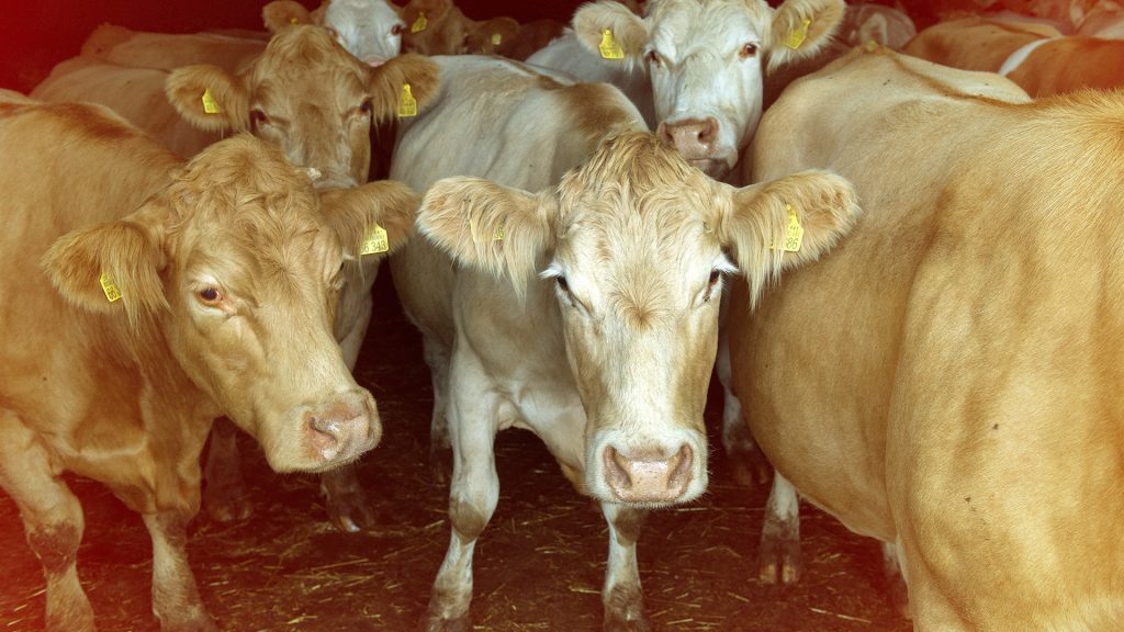 Erster Fall von „Rinderwahnsinn“ in Deutschland